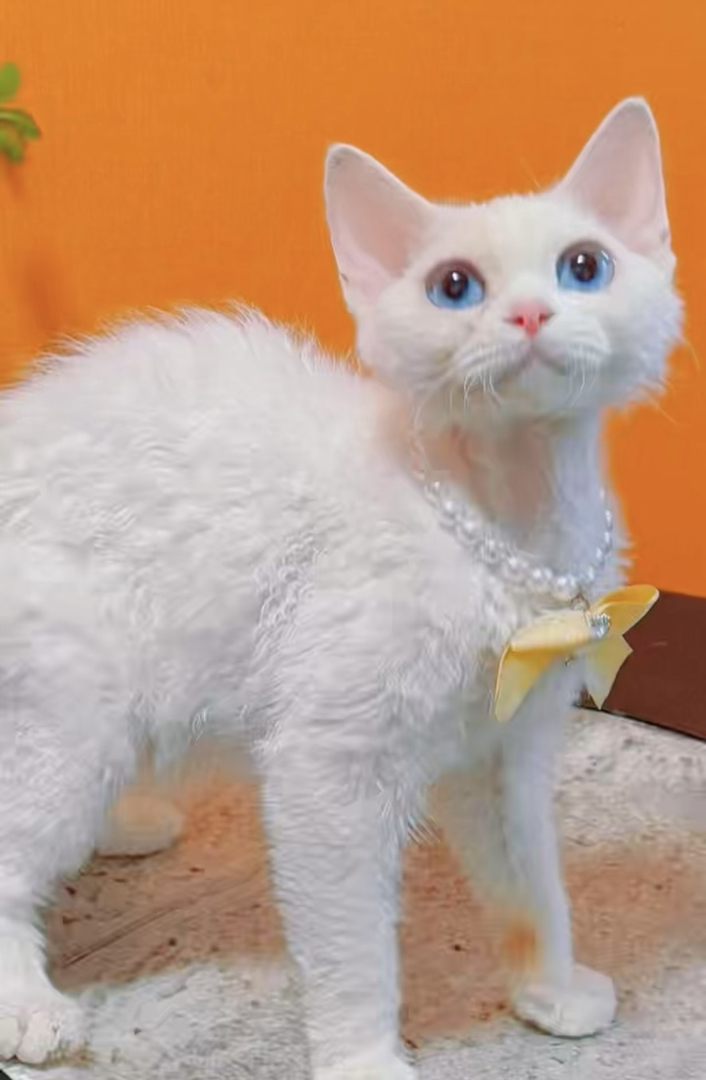 长毛血德文猫妹妹