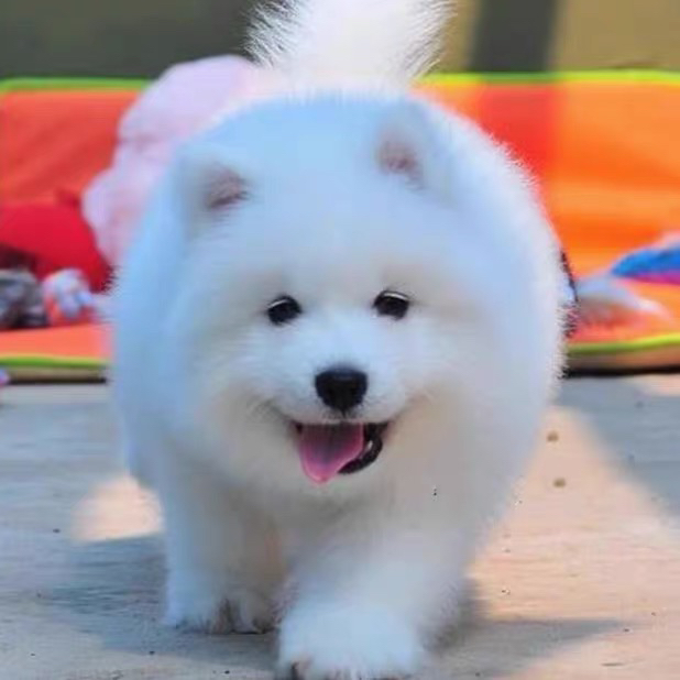 可爱萨摩耶幼犬,颜值爆表,毛茸茸超治愈