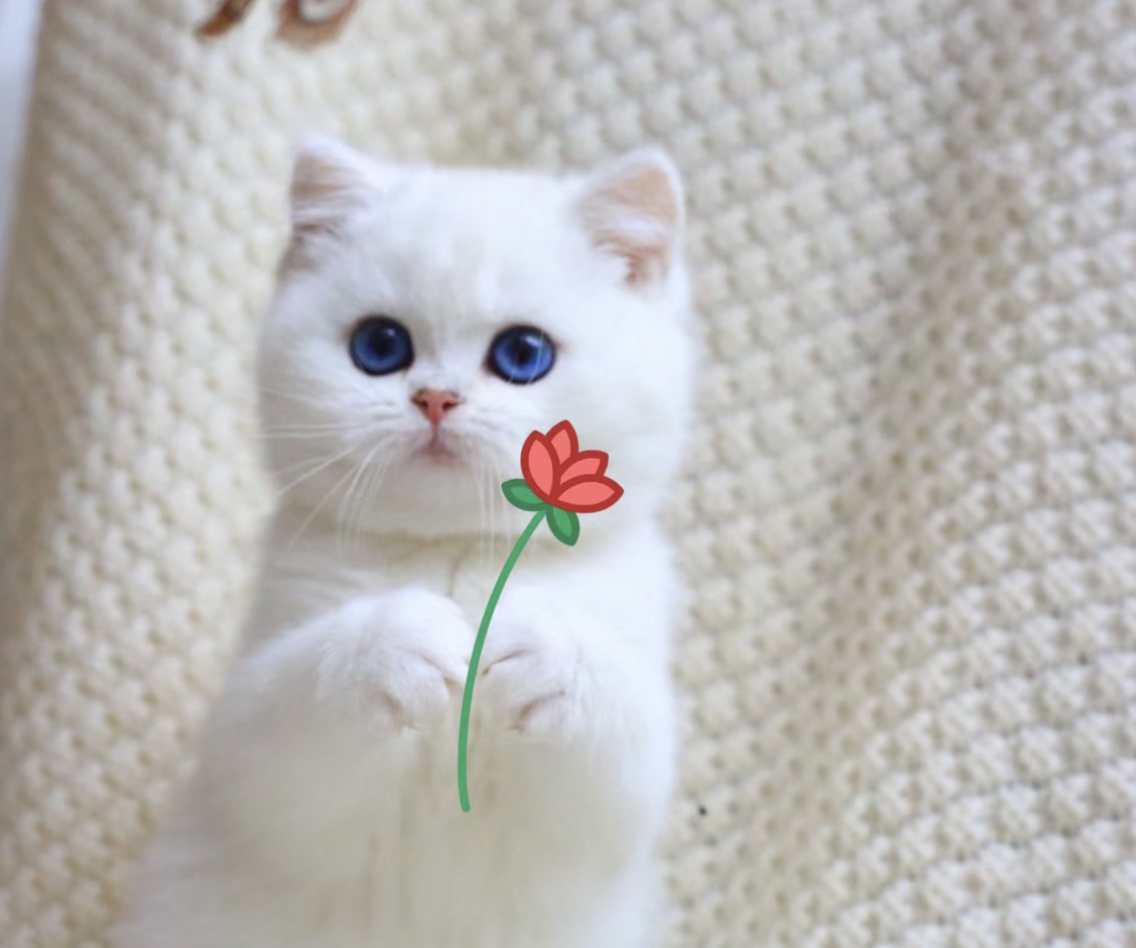高端大胖脸银点猫咪❤️平台推荐