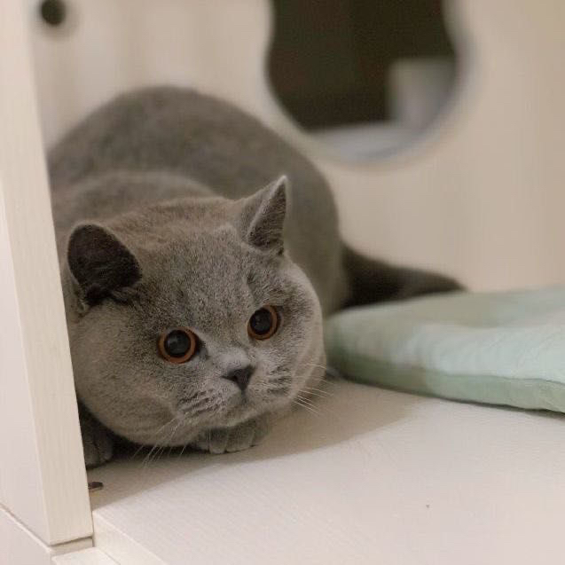 高端蓝猫淘气三千问