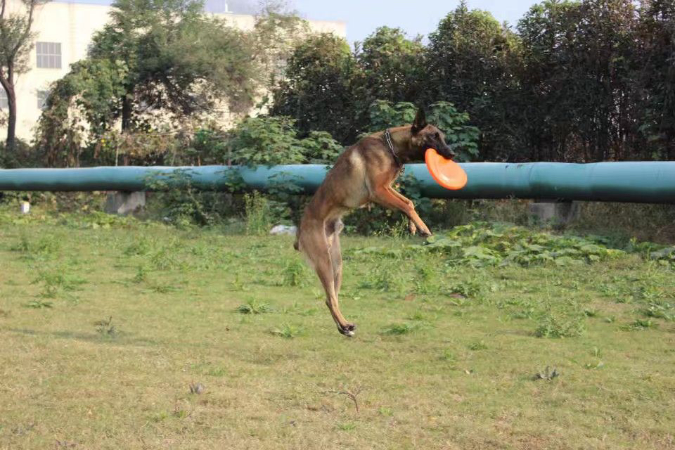 双血统马犬❤️带证书➕芯片