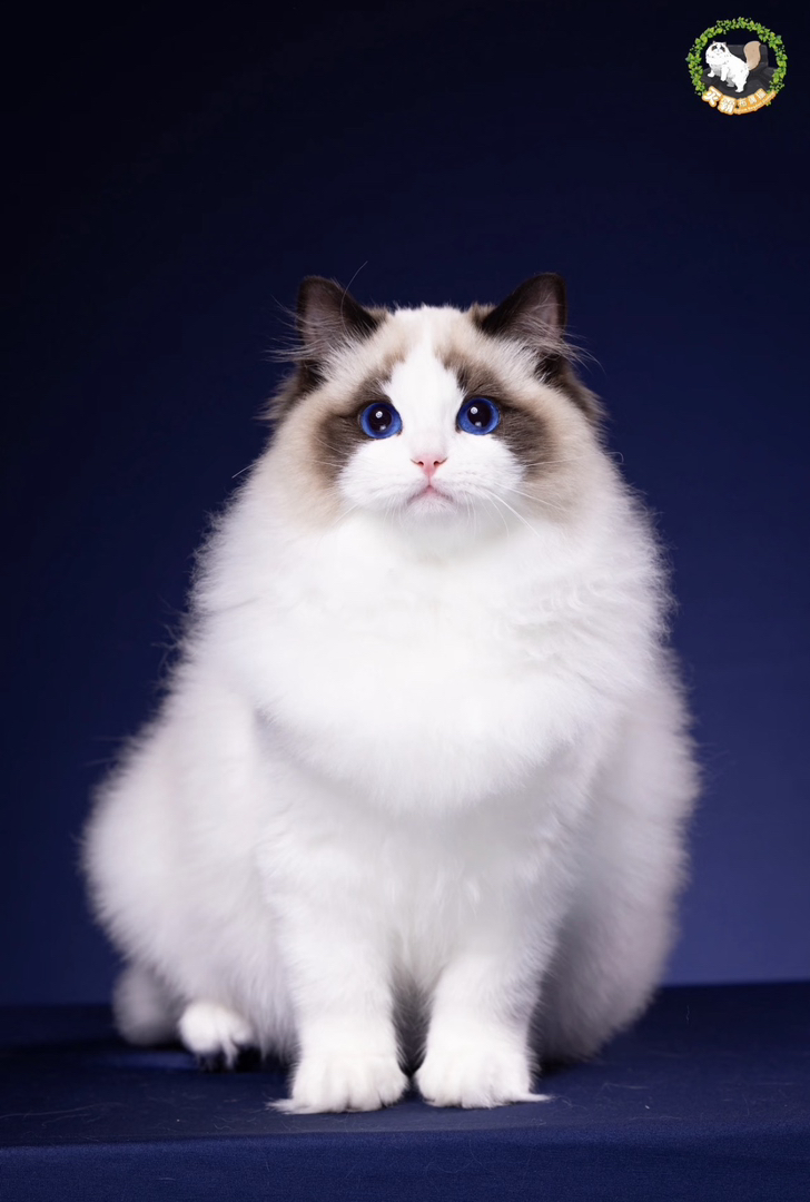 海双布偶猫，喜欢私聊