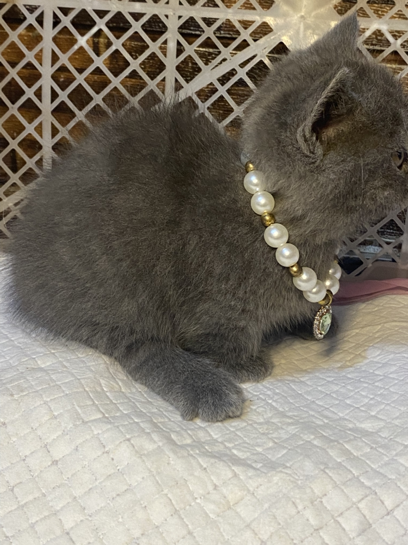 包子脸矮腿蓝猫弟弟～无病无藓～包一次内驱外驱过渡粮逗猫棒～