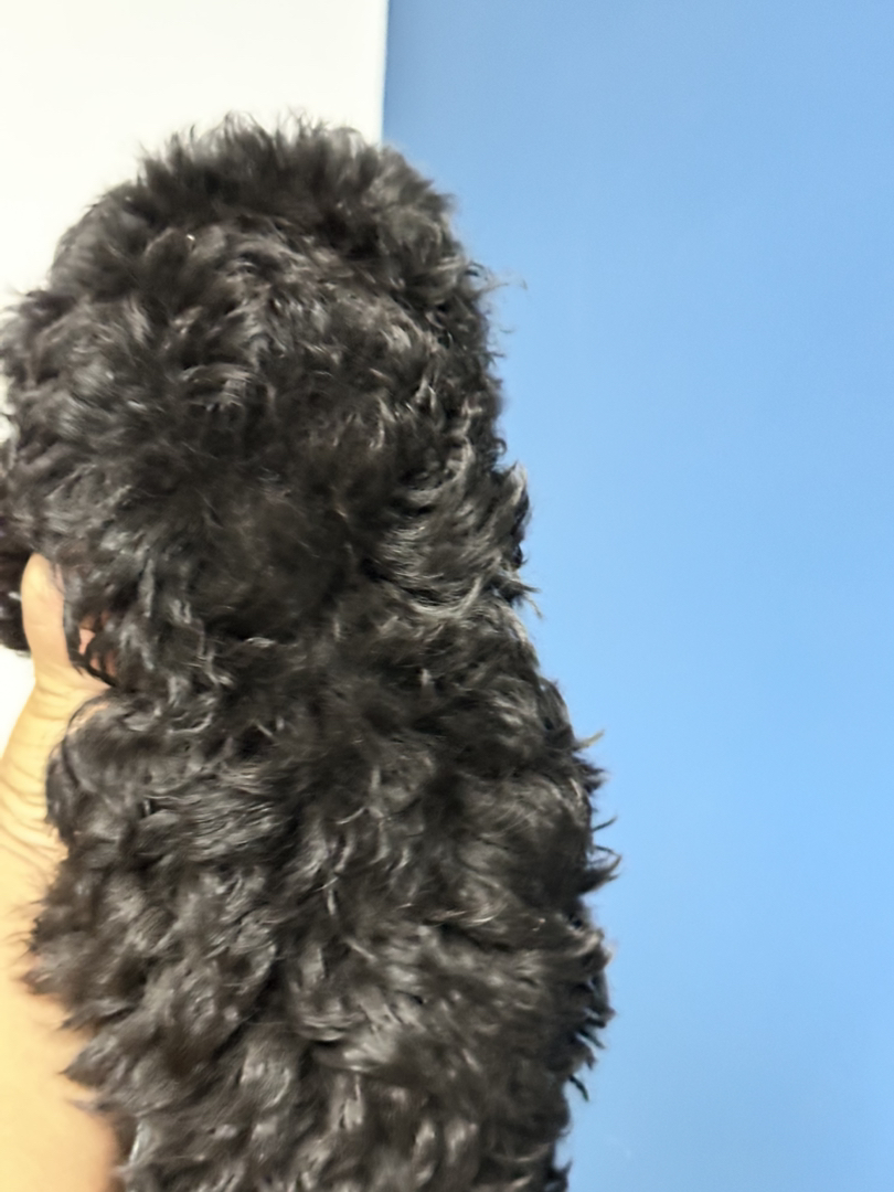 可爱泰迪犬，卷毛蓬松，小巧机灵，相伴生活的暖心萌宠