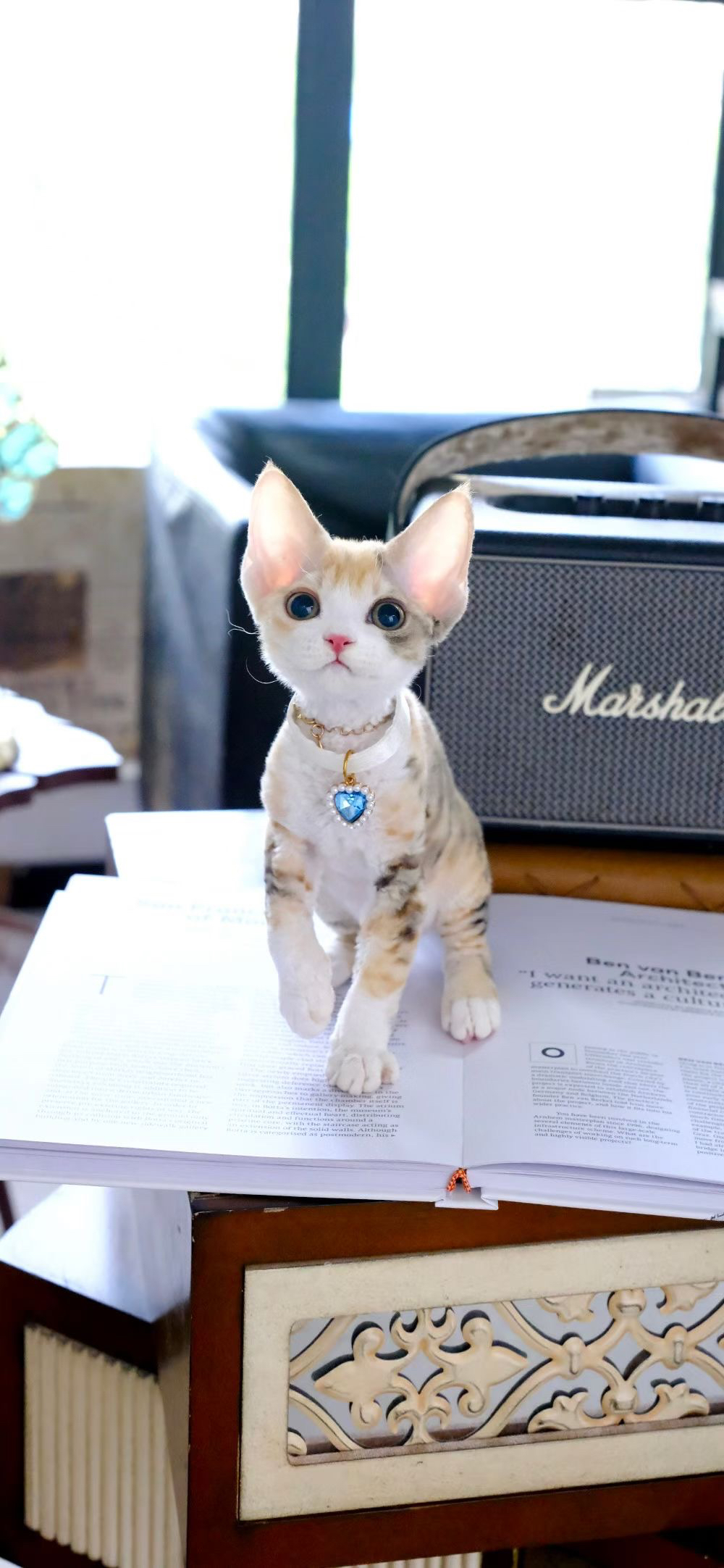 德文卷毛猫,可爱软萌,独特卷毛,尽显优雅气质
