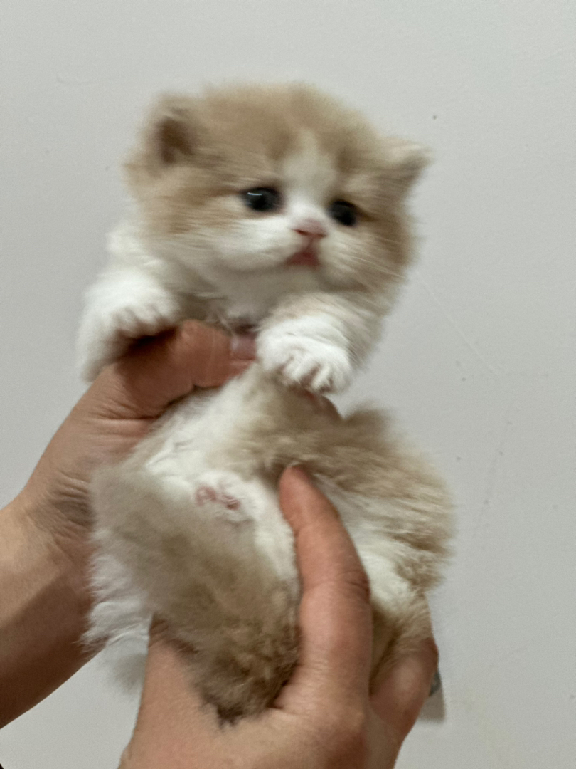 乳白矮脚米努特拿破仑长毛正开脸甜美宠物猫乖巧品相好可开视频看上门接