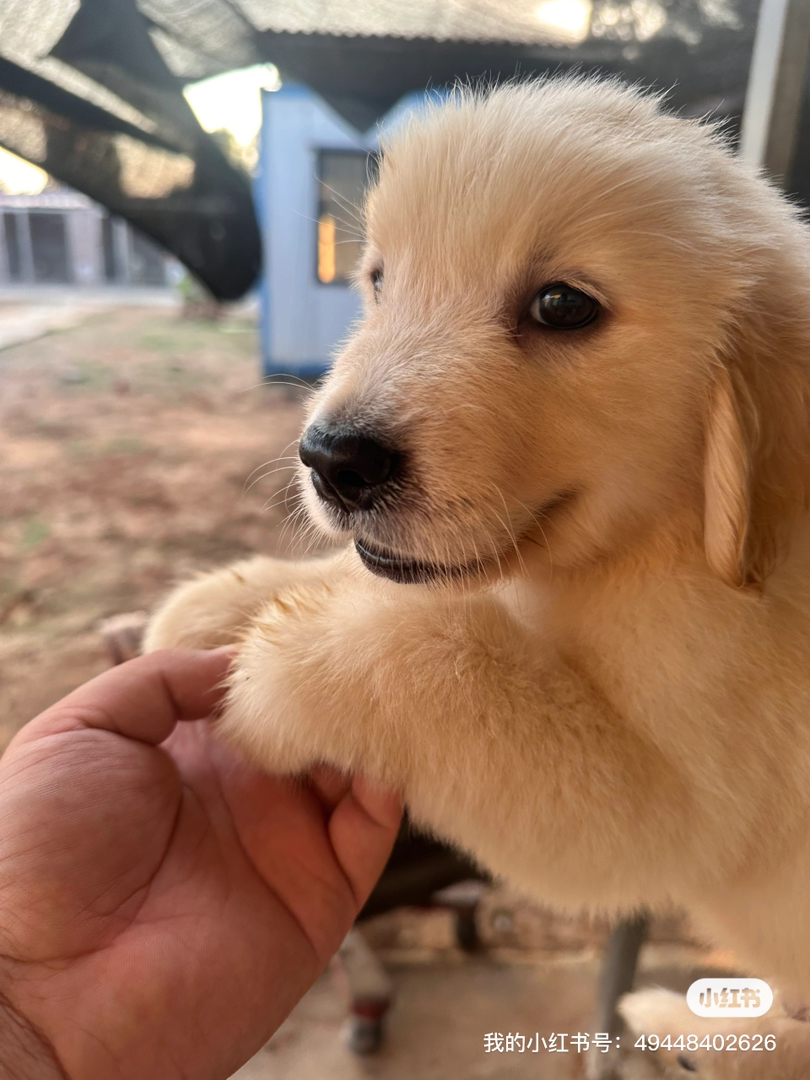 金毛幼犬，可爱活泼，性格温顺，适合家庭养殖