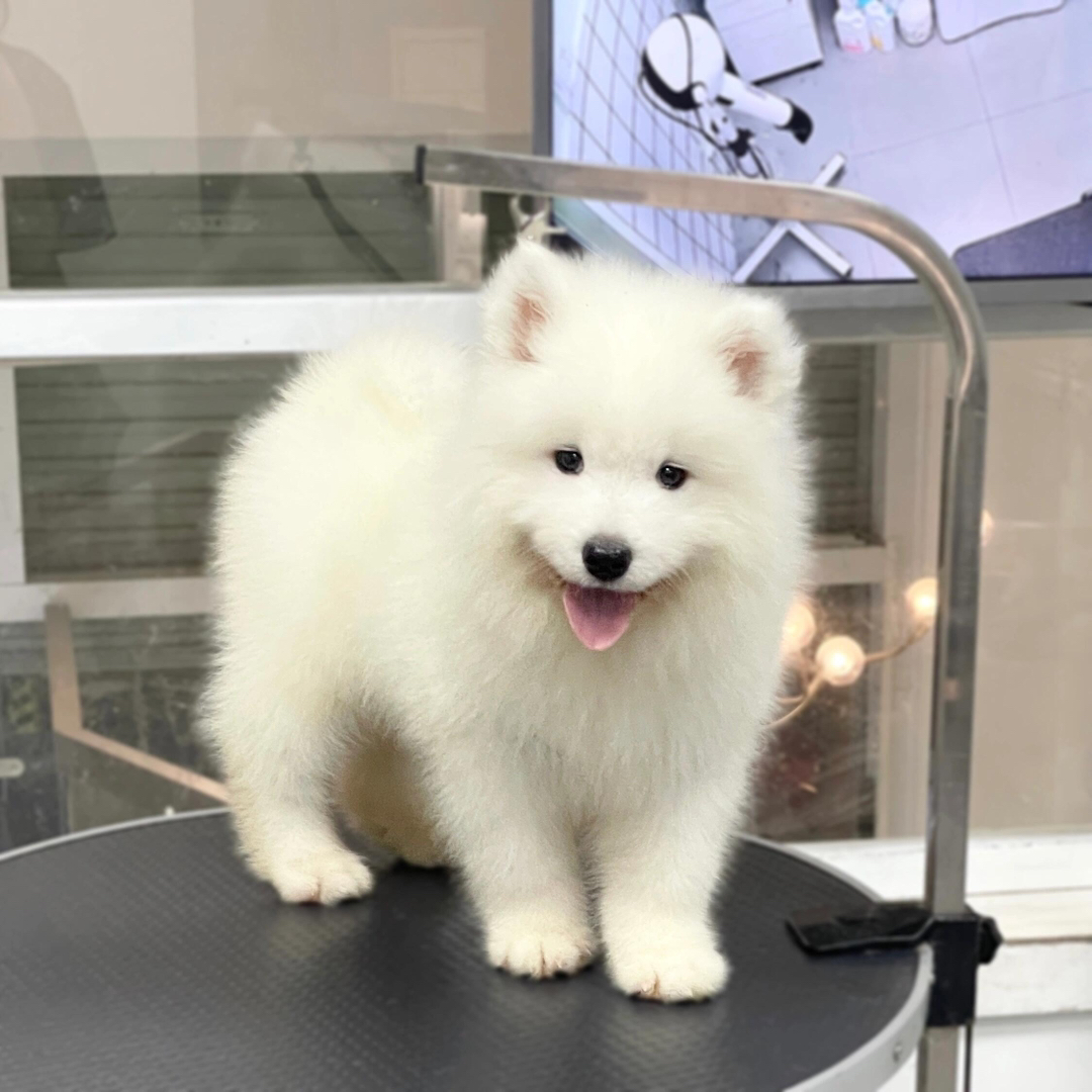 萨摩耶幼犬,颜值超高,毛白如雪,温顺可爱好伴侣