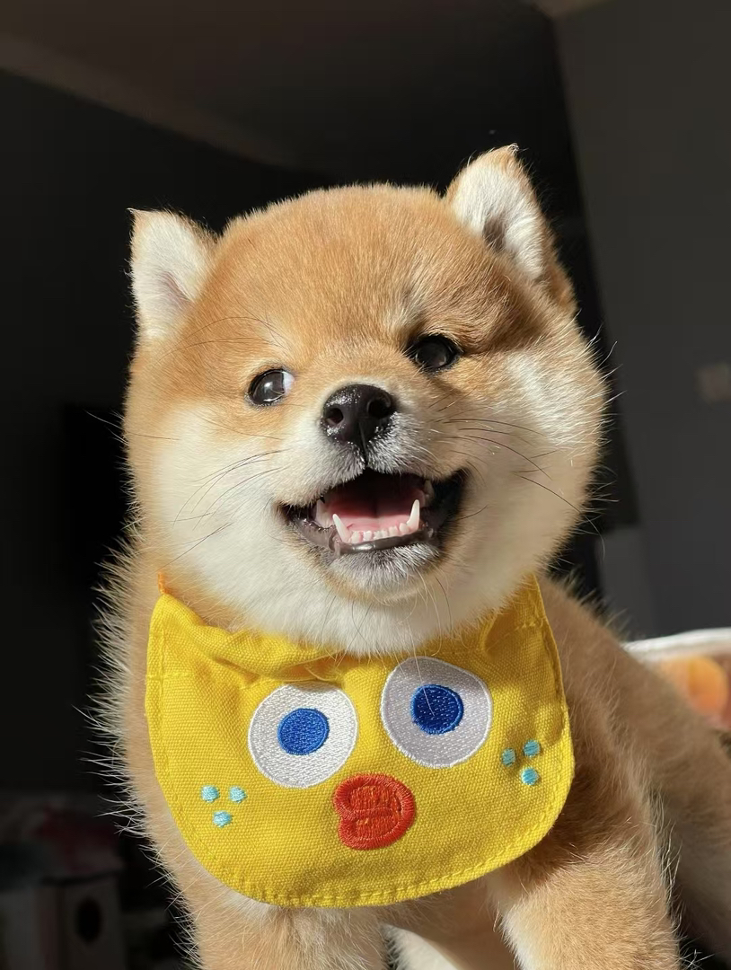 柴犬幼崽 送过渡粮 狗绳 ➕狗瘟 冠状 细小试剂检测