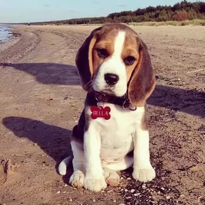 双血统比格犬❤平台推荐