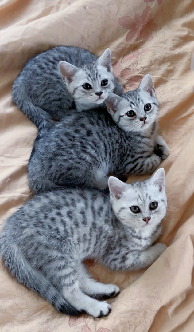 西安虎斑小猫3只，男孩女孩都有，自己家猫生的，价格可以优惠