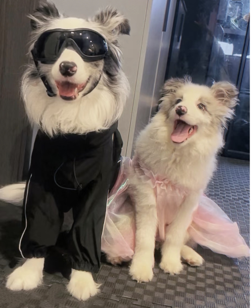 高端陨石色边境牧羊犬❤️七白三通❤️梦幻星空背