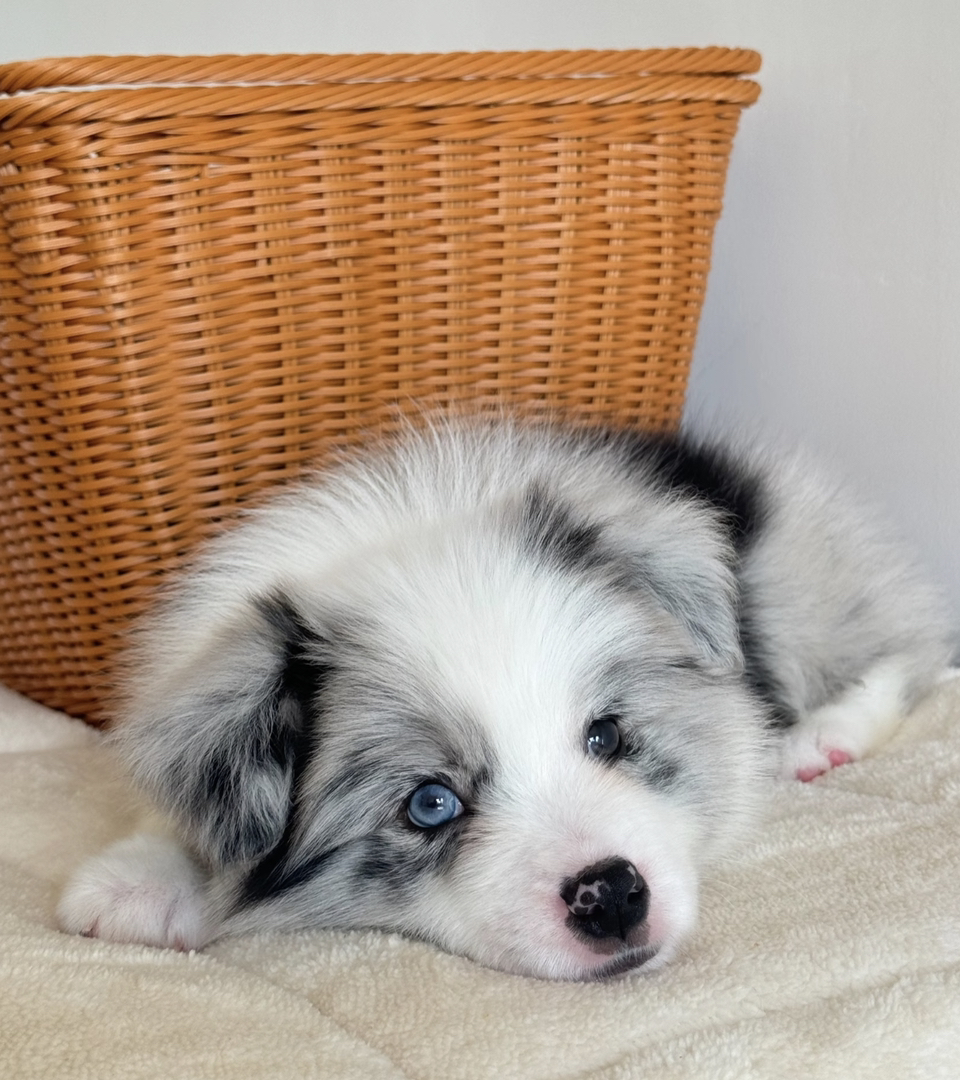 陨石色边境牧羊犬,颜值高智商高,聪明忠诚的最佳伴侣