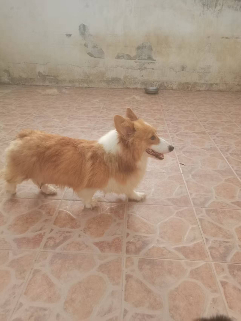 可爱柯基犬，都是成年母狗，能生会带，忠诚陪伴好伙伴