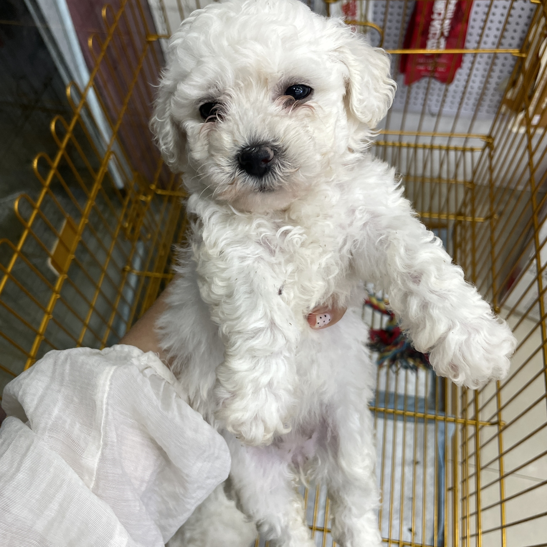 比熊幼犬，毛白似雪，活泼可爱，陪伴你的暖心萌宠