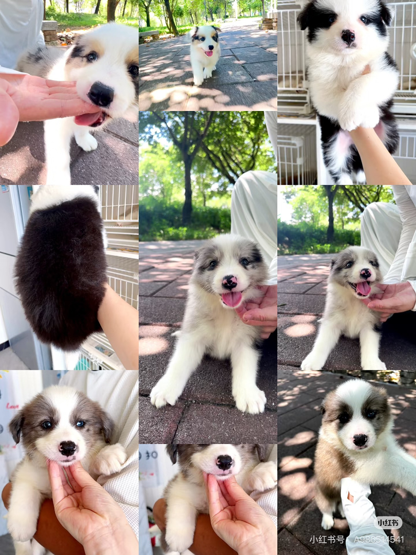 边境牧羊犬
