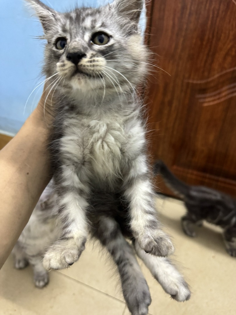 自家繁育的，猫爸爸和猫妈妈都在身边