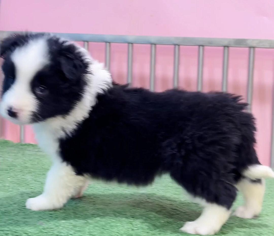 双血统带证书❤️边境牧羊犬纯种🔥高端货