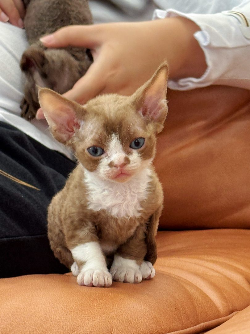 德文卷毛猫，咖白，脸上有个性小色块，性格黏人，聪明易训练，家庭散养溜达猫