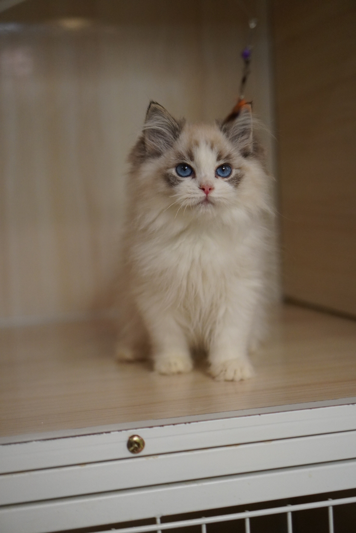 海山布偶弟弟 五粉无暇