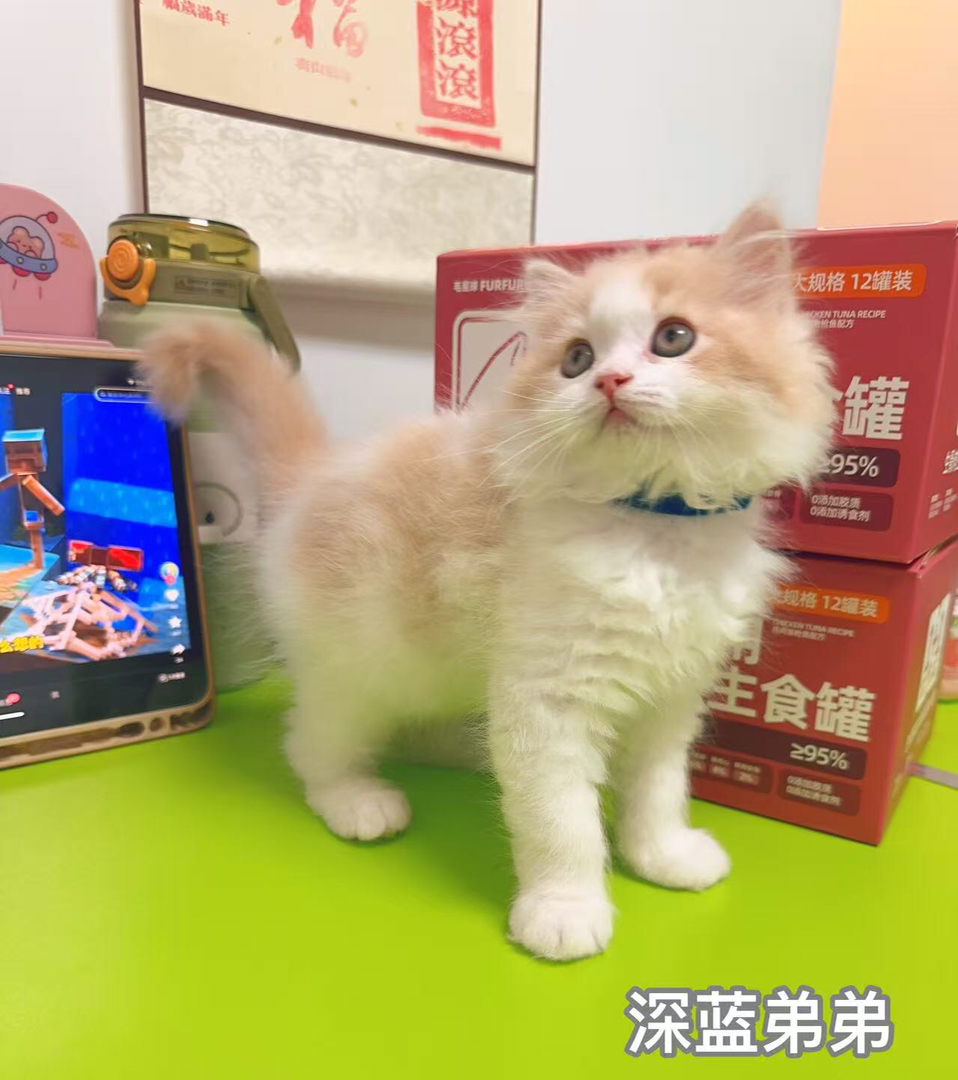 家养乳白高地，拿破仑小猫