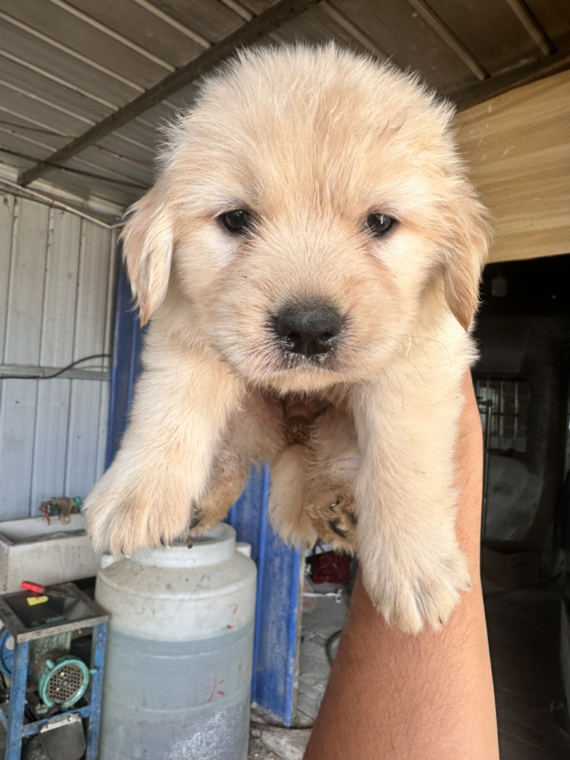 金毛幼犬，可爱活泼，性格温顺，适合家庭养殖