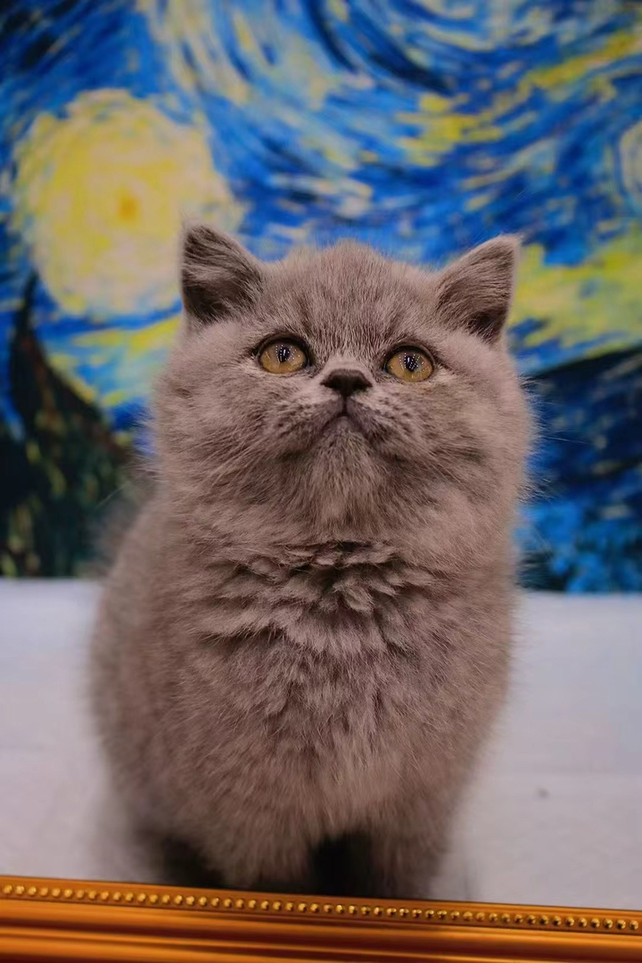 包子脸蓝猫 英短蓝猫