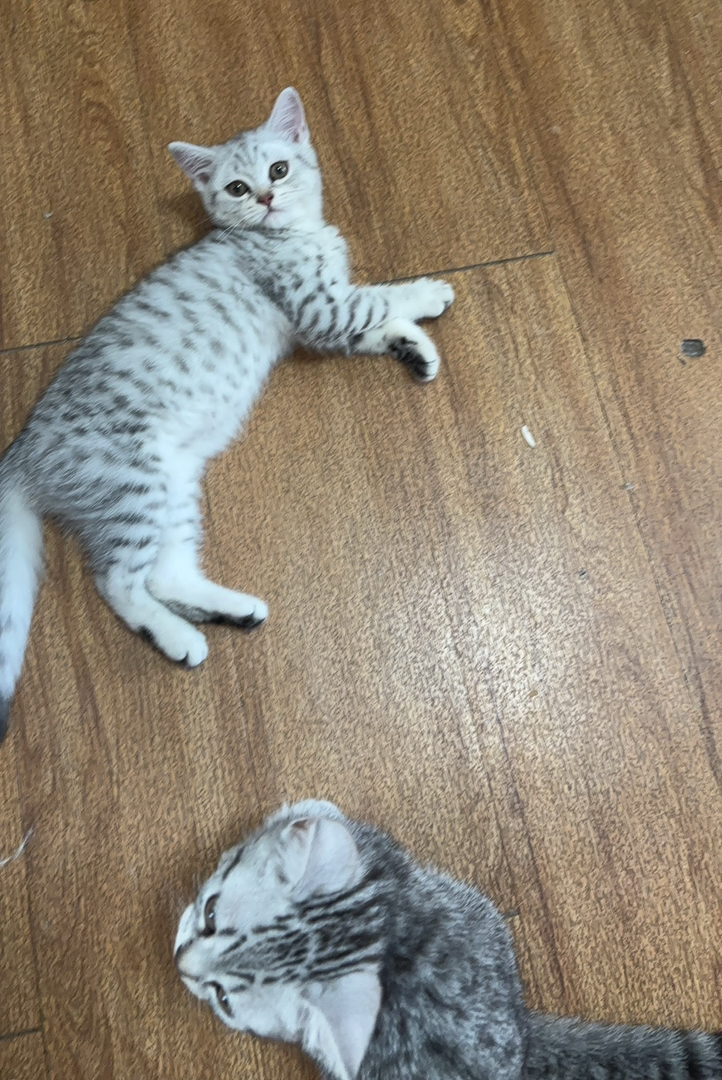 西安天使银渐层小猫咪