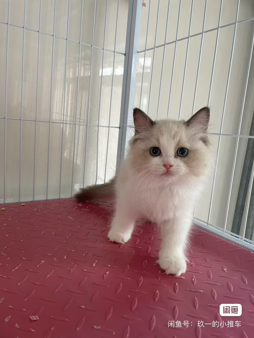 布偶猫
