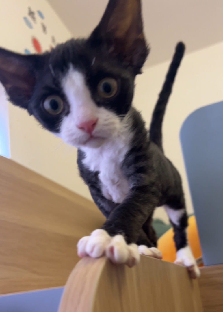 自家母猫生的黑白开脸德文妹妹找新家