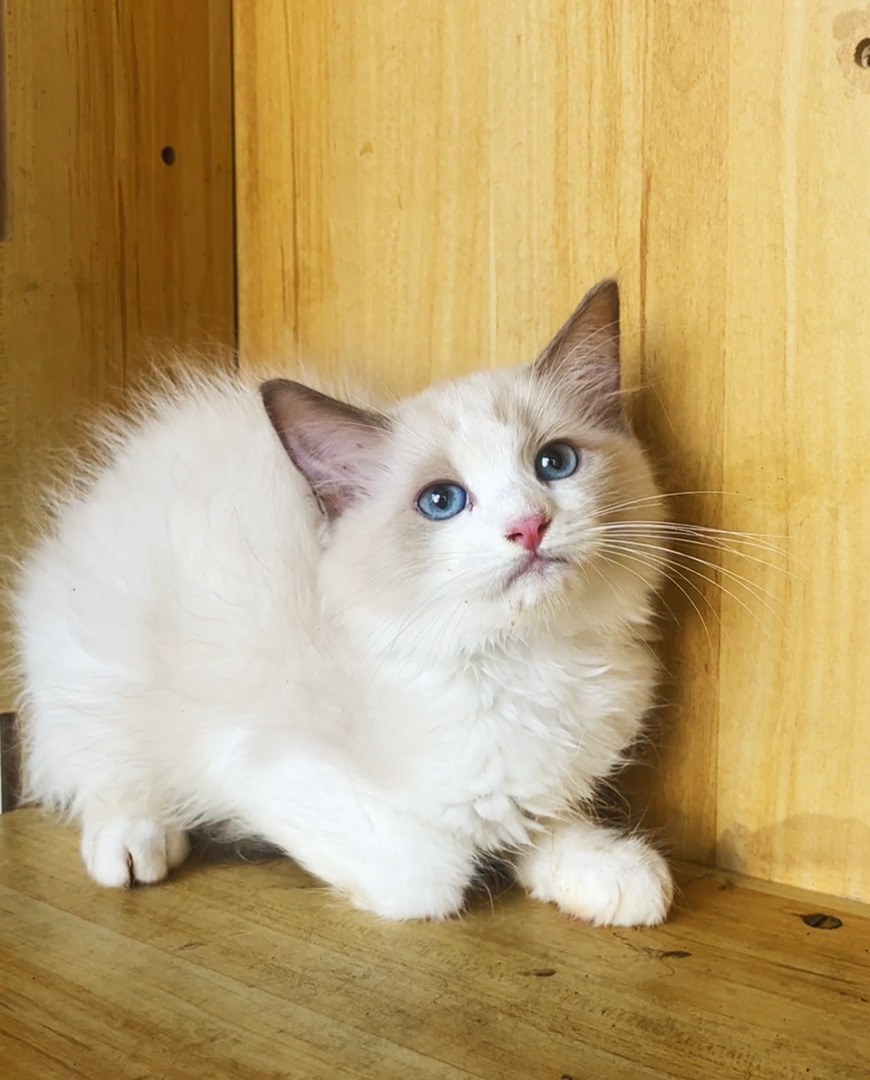 布偶猫幼崽，蓝眼白毛颜值高，性格温柔，养猫首选 公母都有600一只