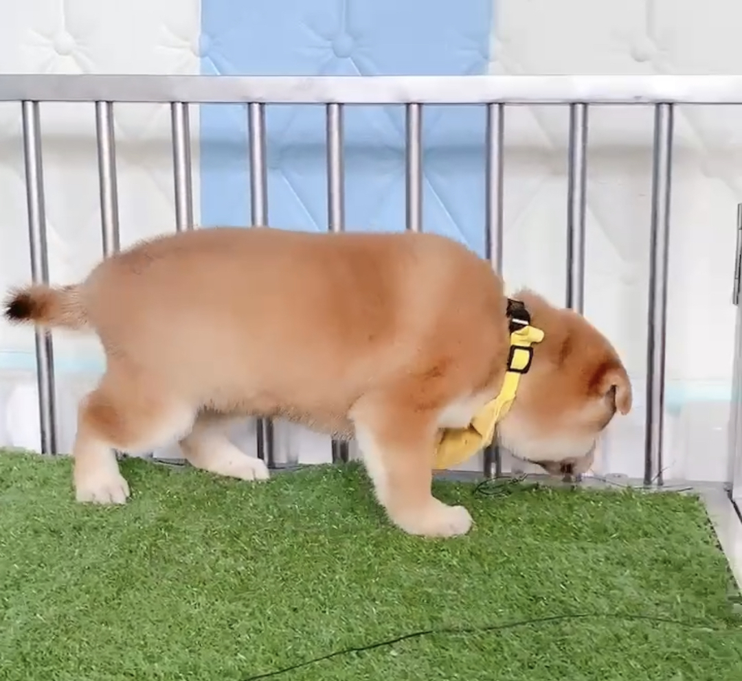 日本纯种柴犬❤平台推荐