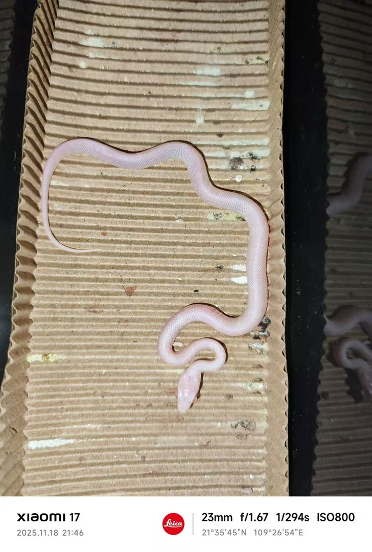 暴风雪玉米蛇苗子包邮包活包风险稳冻好养适合新手