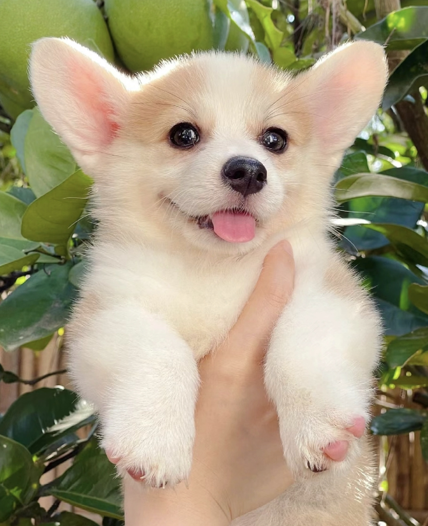 可爱柯基幼犬，吐舌卖萌，小短腿大耳朵萌翻你
