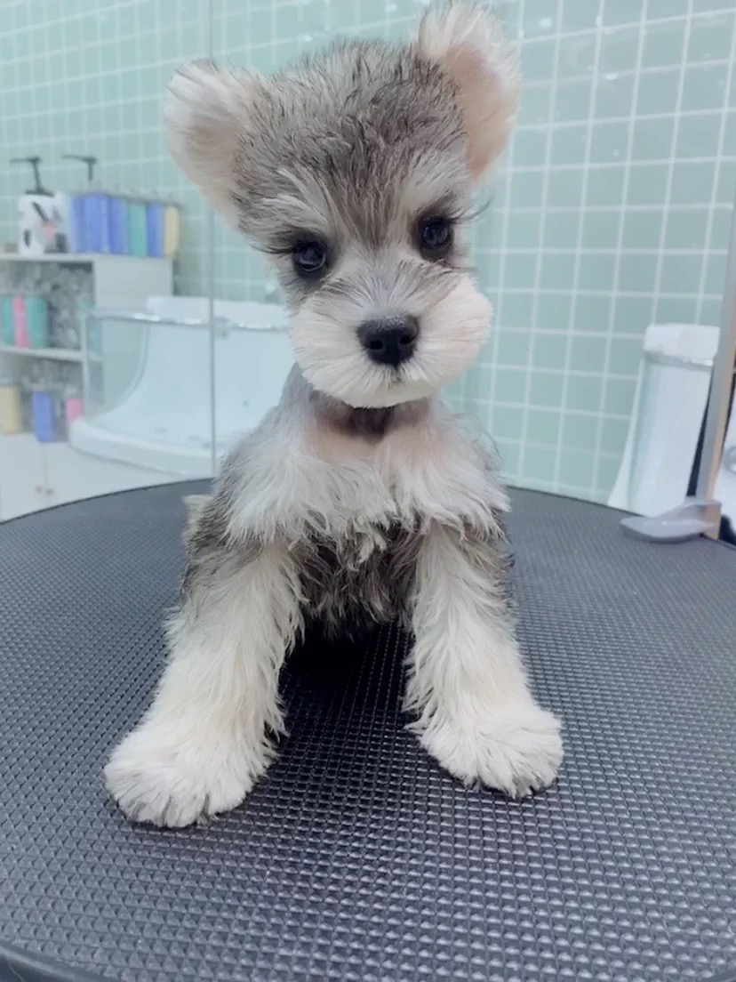 浅椒盐色雪纳瑞❤️飞耳雪纳瑞