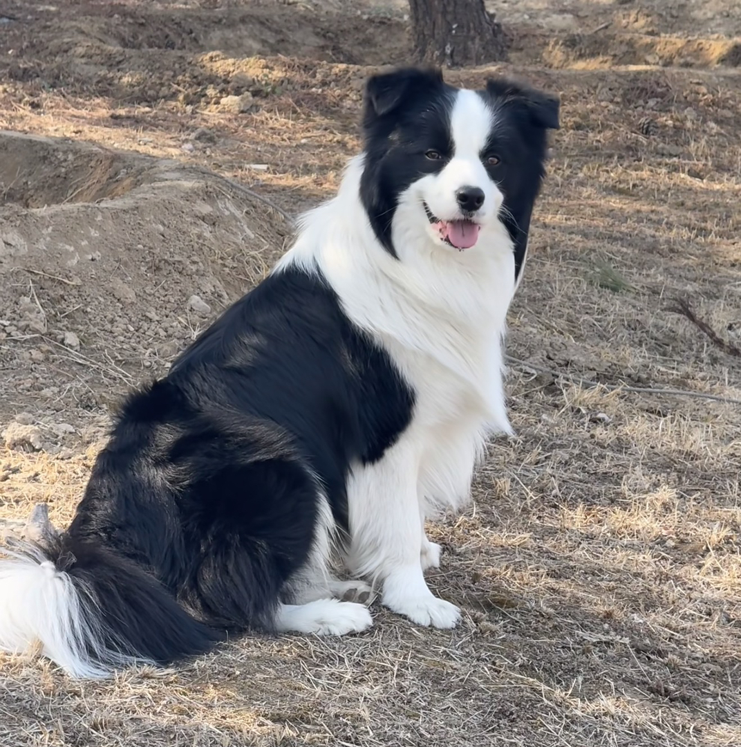 双血统边境牧羊犬