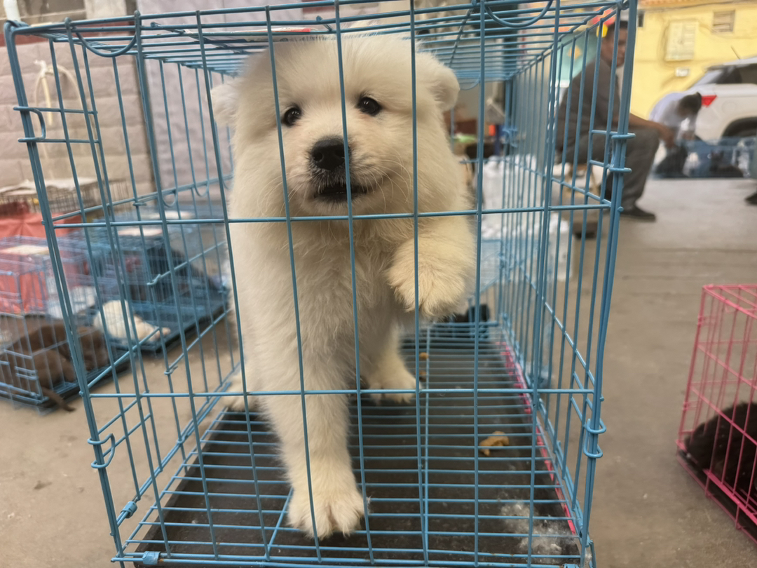 可爱萨摩耶幼犬，雪白蓬松，颜值高，温顺乖巧的陪伴犬