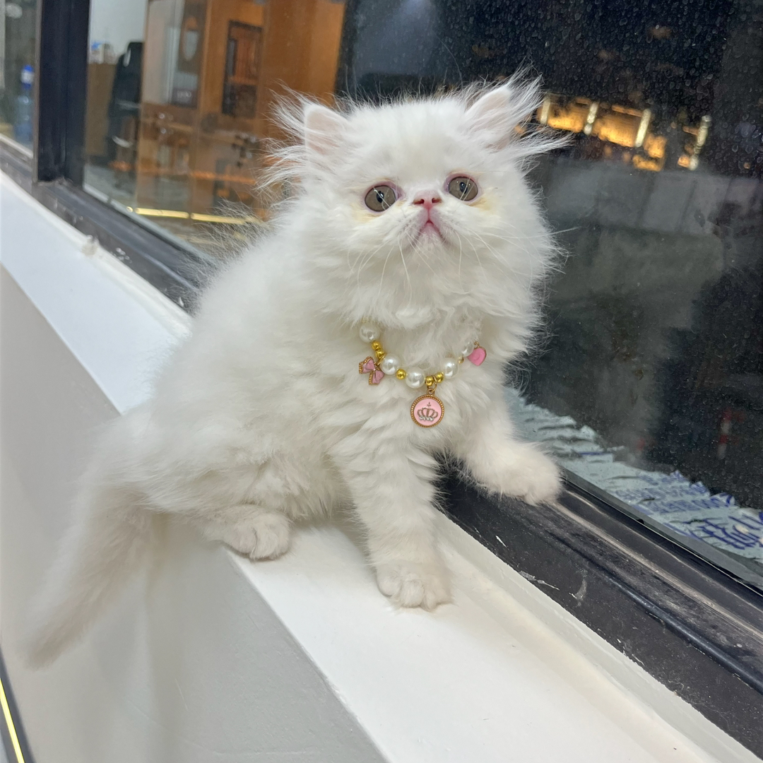 可爱波斯猫，浑身雪白如雪球，戴精美项圈尽显优雅