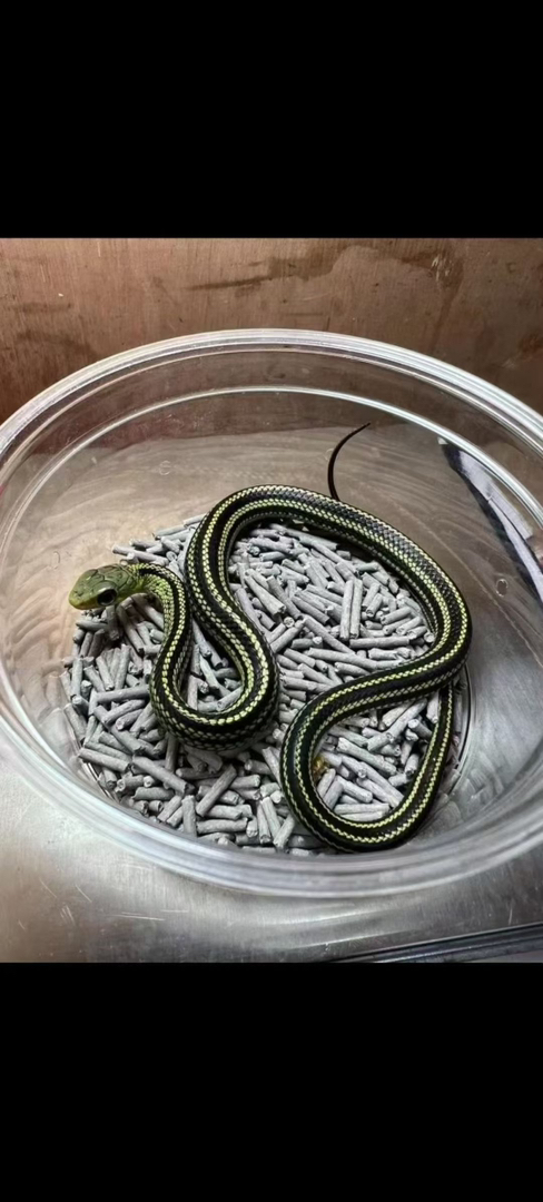 可爱的小蛇蛇88带走不需要加温饲养新手必备蛇