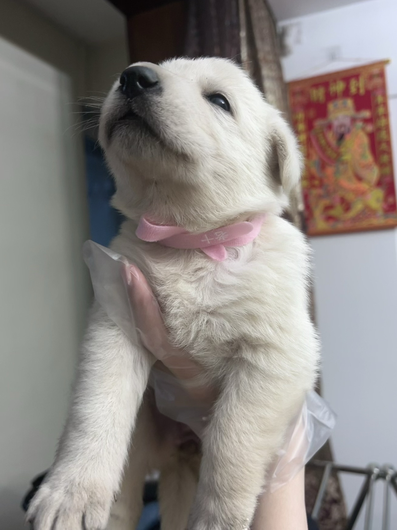 白色瑞士牧羊犬！看家护院一把好手！