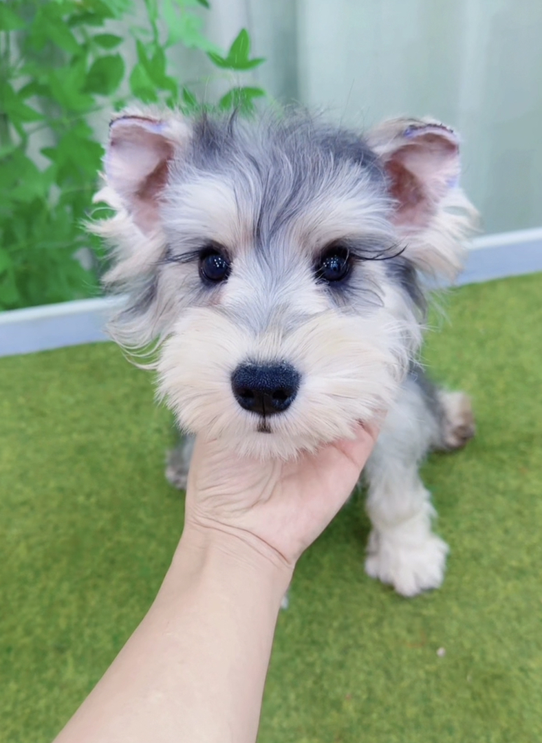 米其耳浅椒盐色雪纳瑞❤️超长睫毛