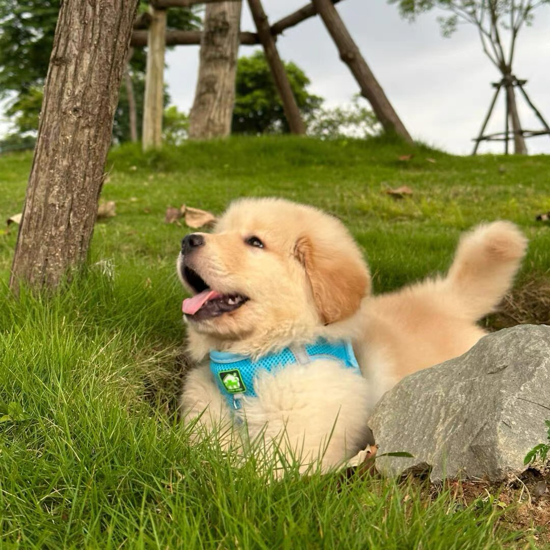 双血统带证书芯片金毛犬