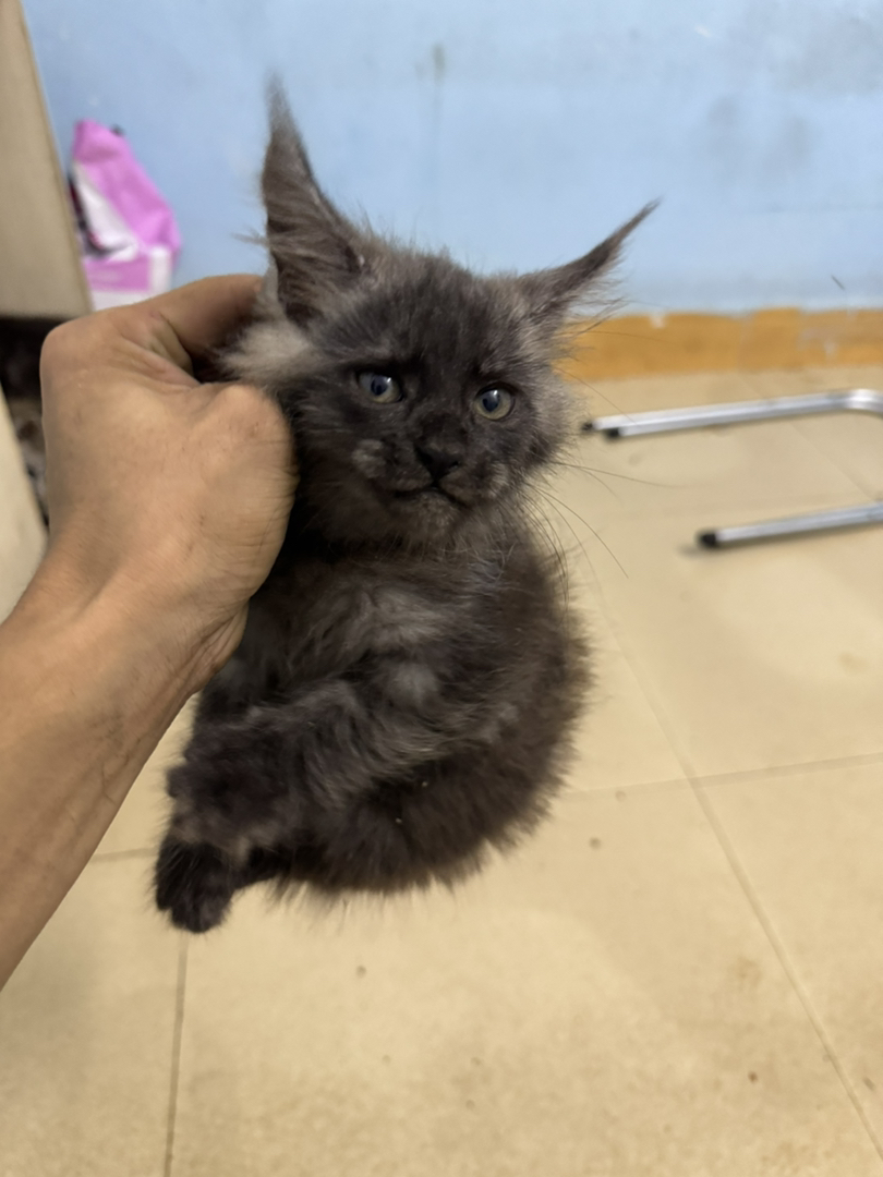 自家繁育的，猫爸爸和猫妈妈都在身边