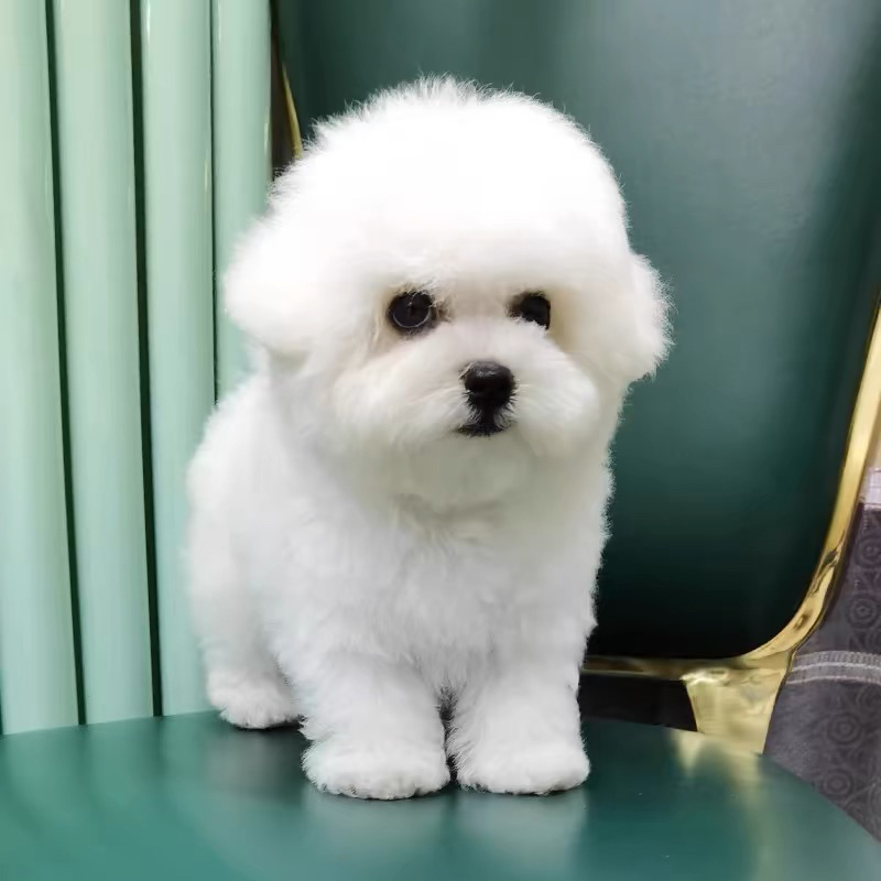 高端爆毛比熊❤️随时发货