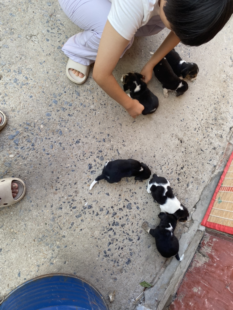 比格犬公母都有