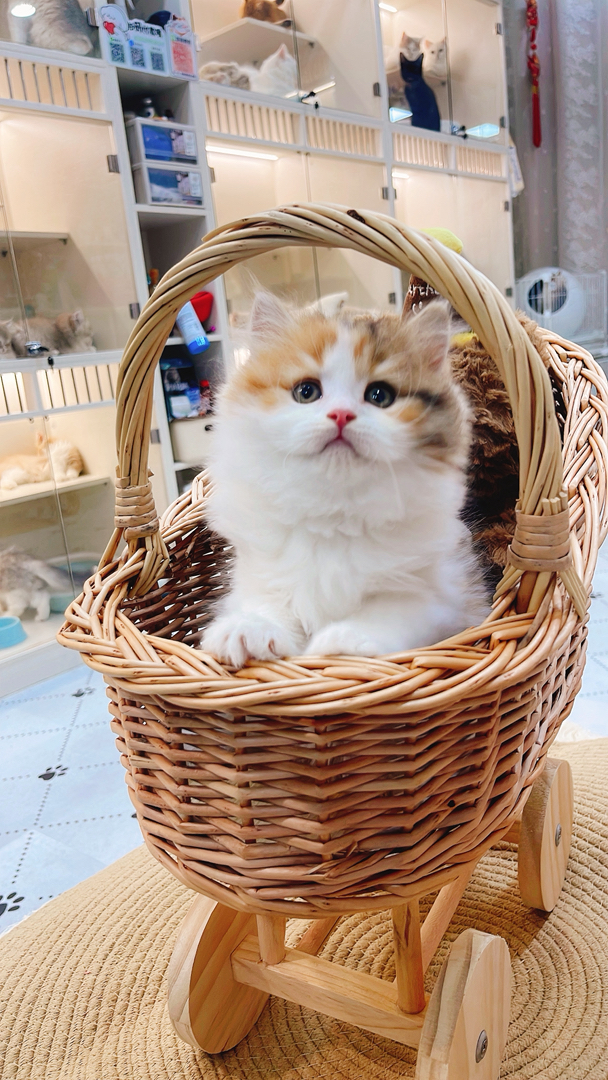 金三花高地
