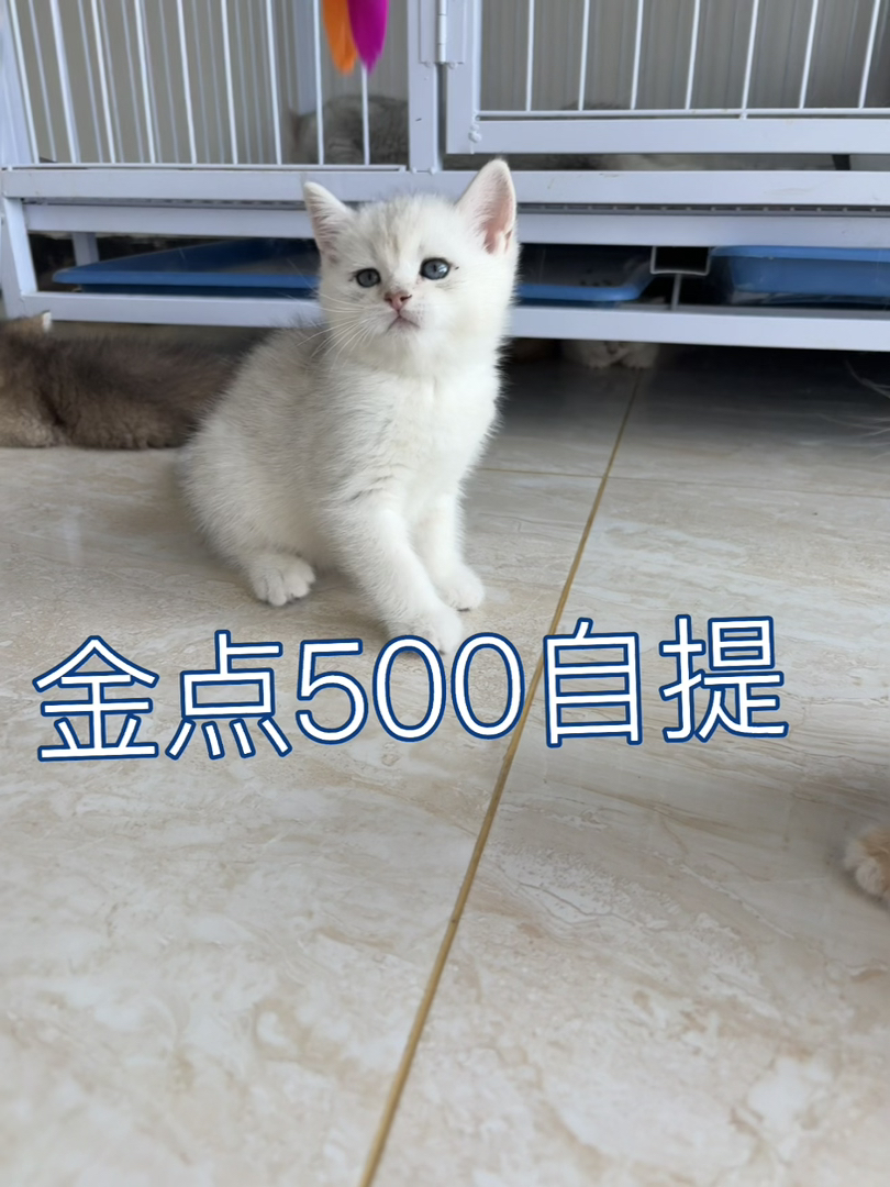 金点猫幼崽，雪白软萌，500自提，性价比超高的可爱萌宠，郑州自体