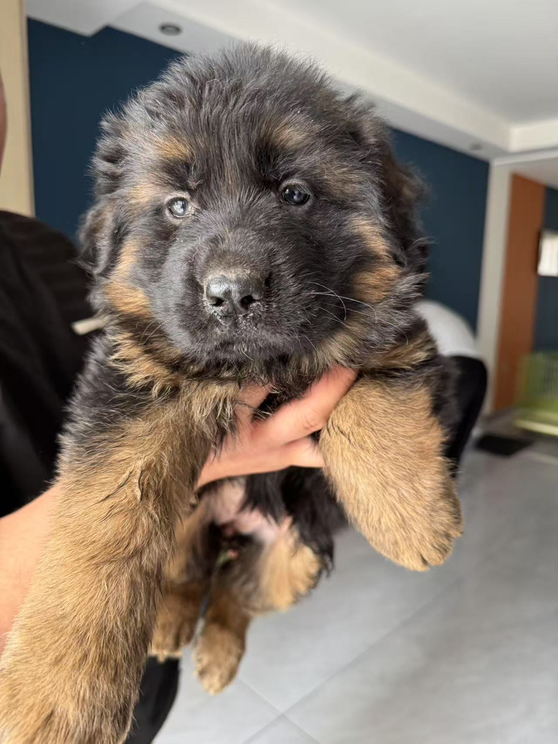 德国牧羊犬幼犬，毛发光泽，品相佳，忠诚守护好伙伴