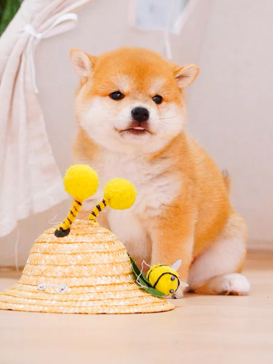 双血统柴犬宝宝