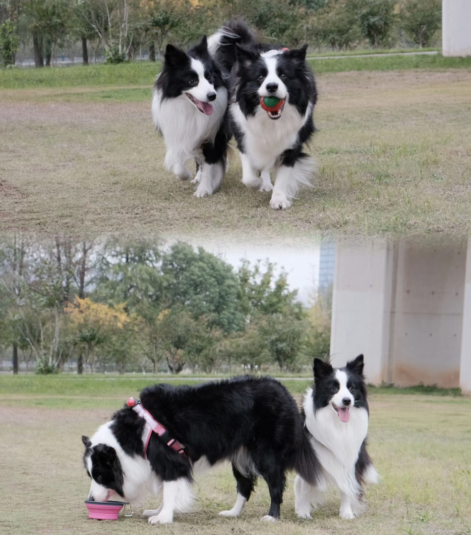 出售成犬边牧。公母都有。都是颜值巅峰